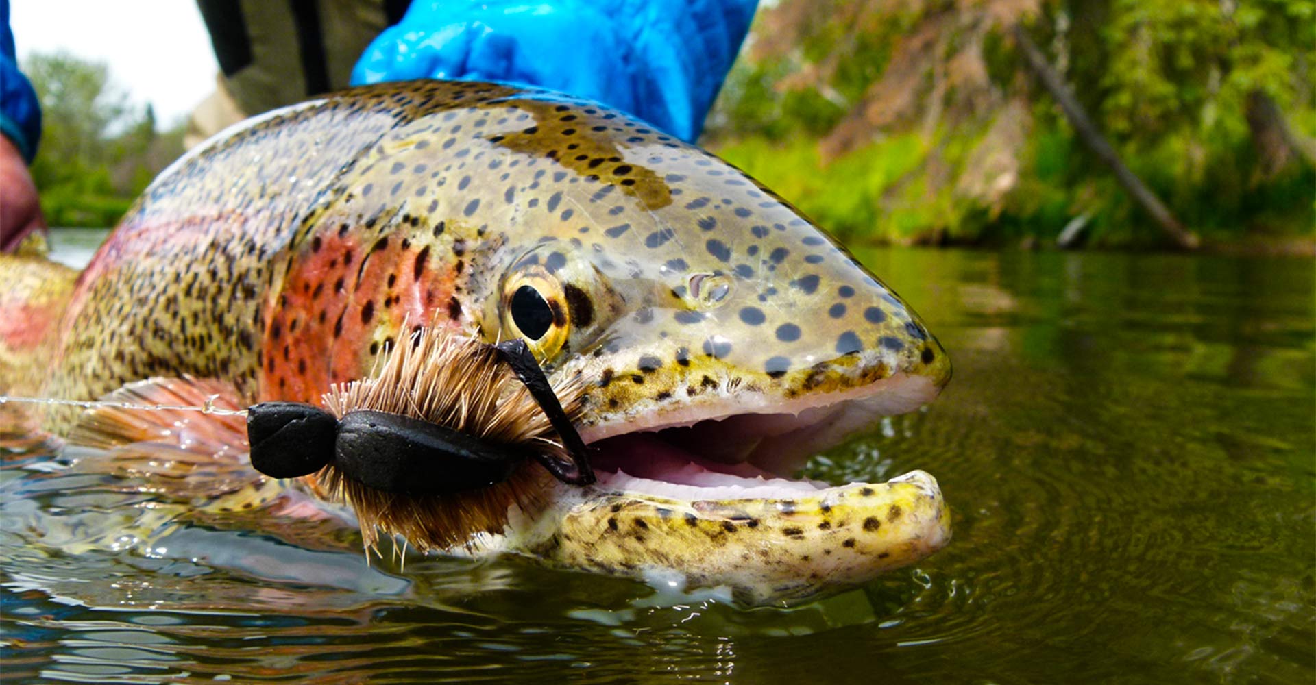 Rainbow Trout on Mouse Pattern
